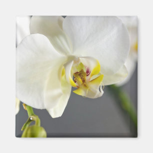 Imán Flor de orquídea blanca
