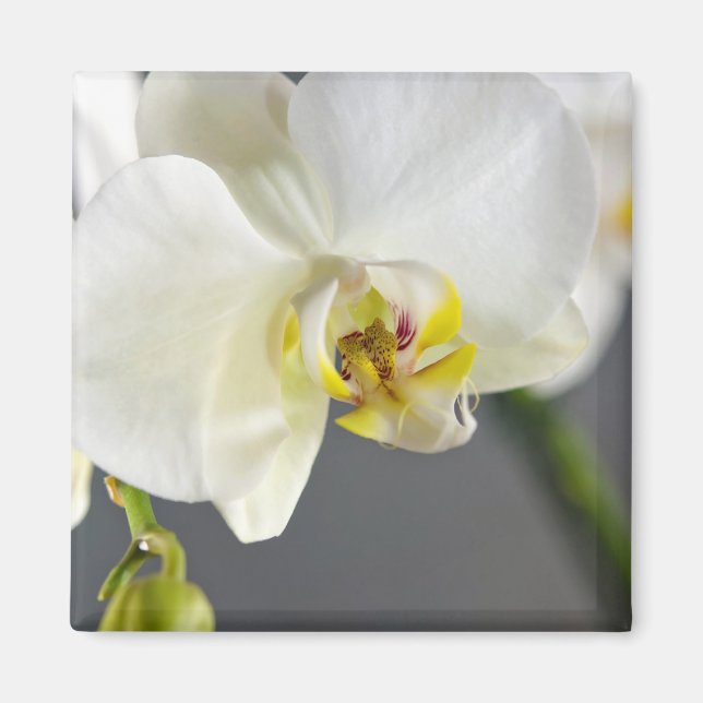 Imán Flor de orquídea blanca (Frente)