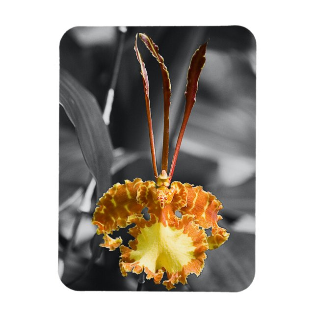 Imán Flor de orquídea de mariposa amarilla (Vertical)