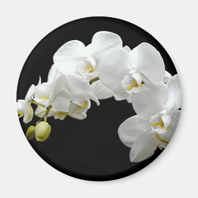 Imán Flor de orquídeas blancas (Frente)