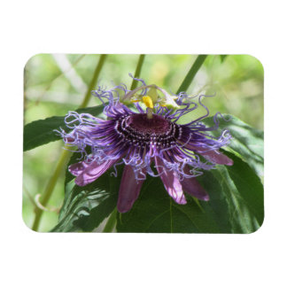 Imán Flor de pasión