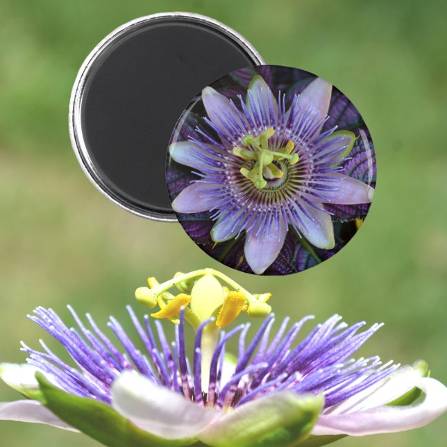 Imán Flor de pasión Passiflora Púrpura (Subido por el creador)