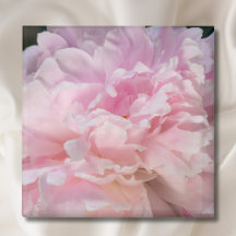 Flor de Peonía Rosa
