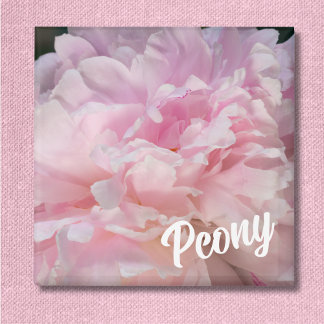 Imán Flor de Peonía Rosa para Amantes de Peonías