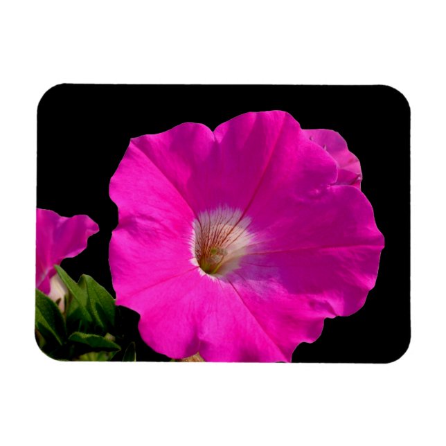 Imán flor de petunia rosa (Horizontal)