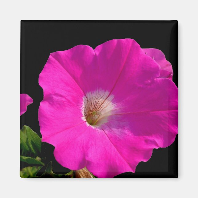 Imán flor de petunia rosa (Frente)