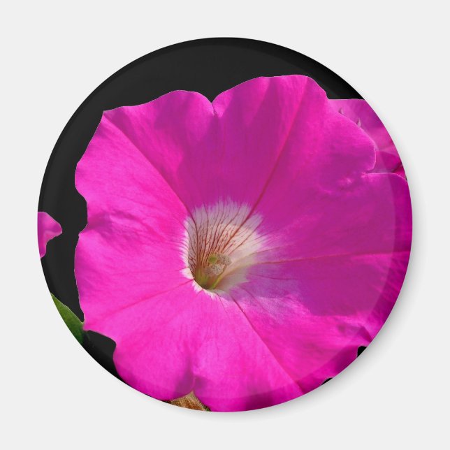 Imán flor de petunia rosa (Frente)