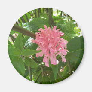 Imán Flor de plumas brasileña