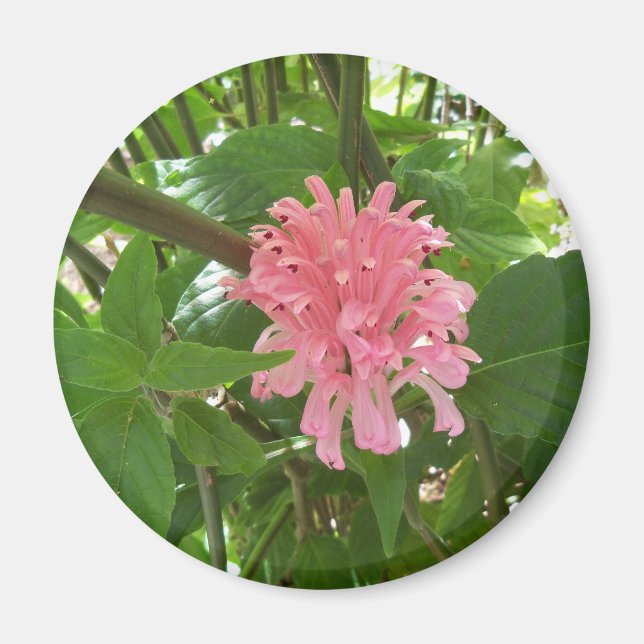 Imán Flor de plumas brasileña (Frente)