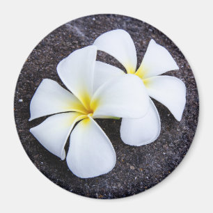 Imán Flor de Plumeria Blanca Frangipani Floral Lava Roc