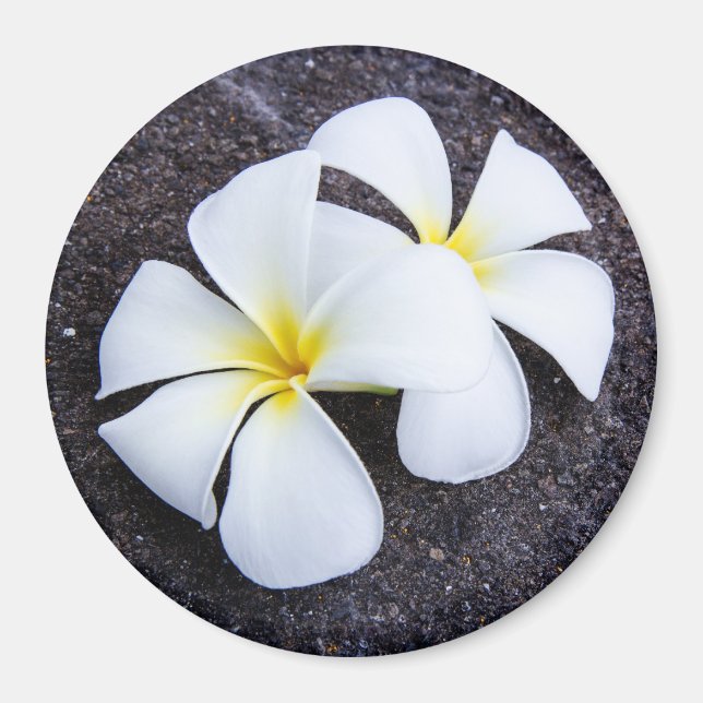 Imán Flor de Plumeria Blanca Frangipani Floral Lava Roc (Frente)