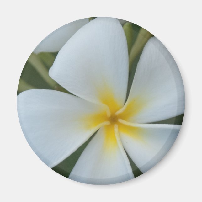 Imán Flor de plumería tropical blanca de Fiji (Frente)
