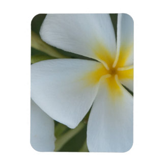 Imán Flor de Plumeria Tropical Blanca De Fiyi