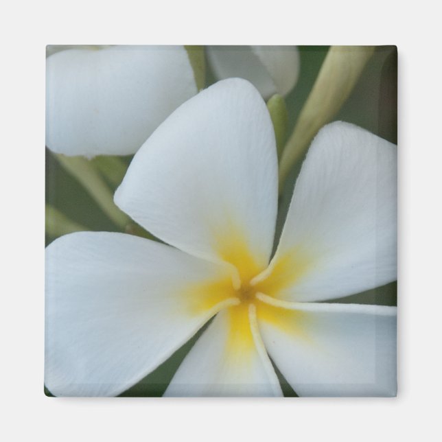 Imán Flor de Plumeria Tropical Blanca De Fiyi (Frente)