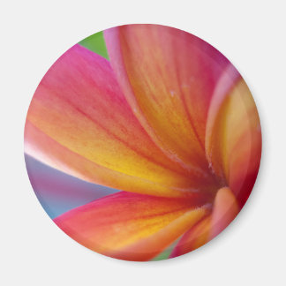 Imán Flor de Plumeria Tropical Rosa Profunda Naranja Am