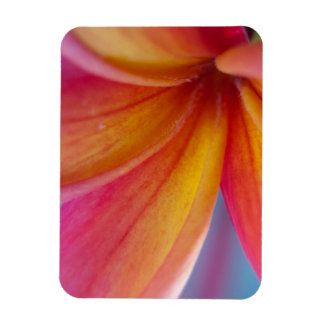 Imán Flor de Plumeria Tropical Rosa Profunda Naranja Am