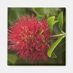 Imán Flor de Pohutukawa, Dunedin