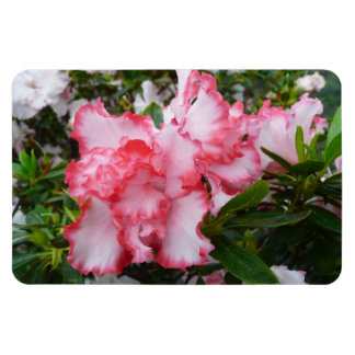 Imán Flor de primavera de Azaleas doble roja y blanca