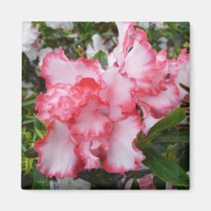Imán Flor de primavera de Azaleas doble roja y blanca
