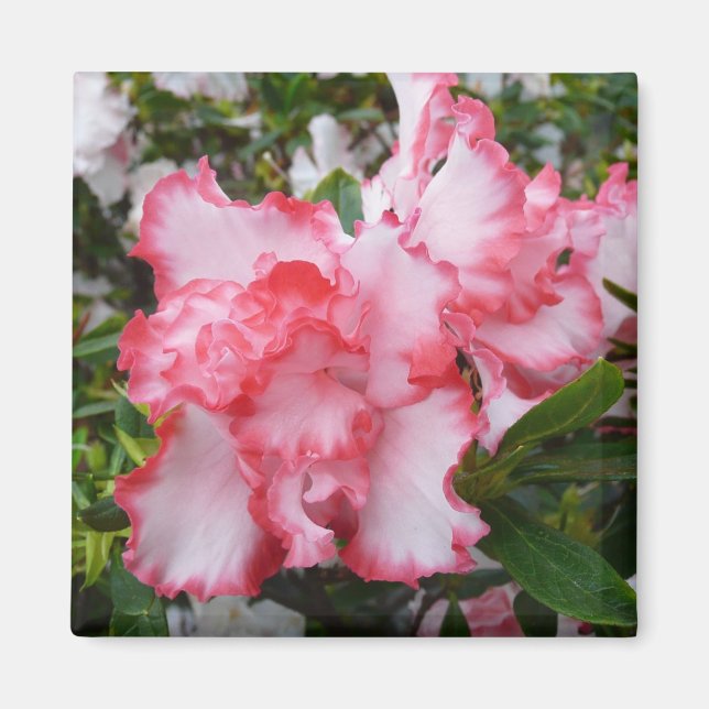Imán Flor de primavera de Azaleas doble roja y blanca (Frente)