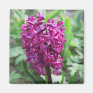 Imán flor de primavera púrpura