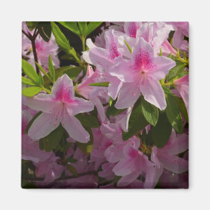 Imán Flor de primavera rosada de Azalea Bush
