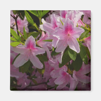 Imán Flor de primavera rosada de Azalea Bush