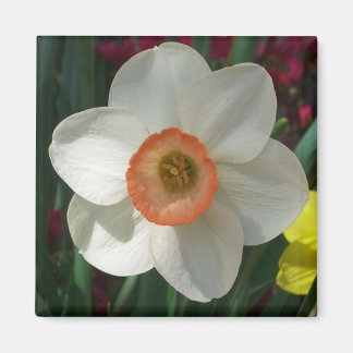 Imán Flor de primavera rosada de Daffodil