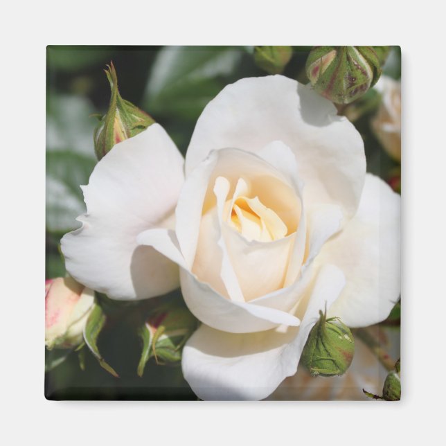 Imán flor de rosa blanca pura bonito. (Frente)