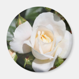 Imán flor de rosa blanca pura bonito.