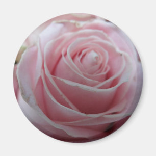 Imán Flor de rosa linda