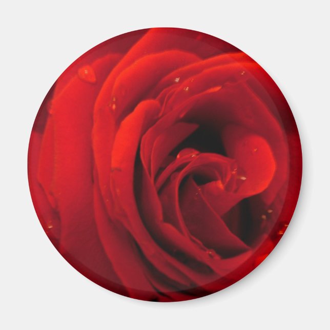 Imán Flor de rosa roja (Frente)