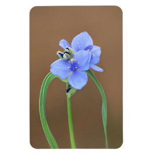 Imán Flor de Spiderwort