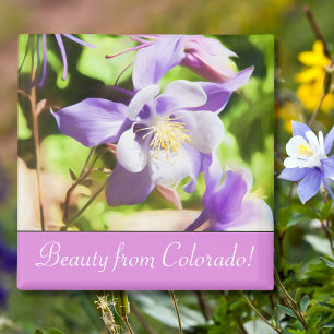 Imán Flor del Estado de Colorado Aquilegia de las Monta