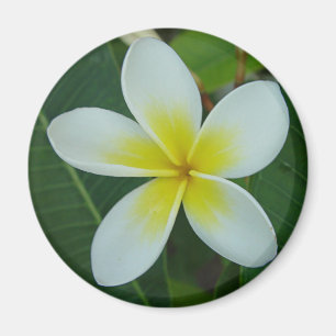 Imán Flor del Frangipani