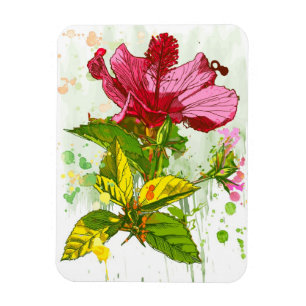 Imán Flor del hibisco - pintura de la acuarela