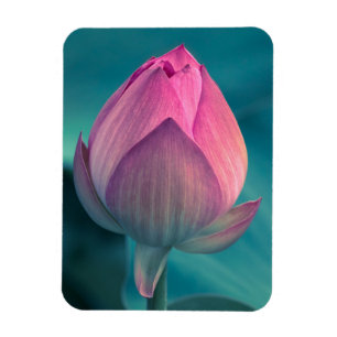 Imán Flor del lirio de agua de Lotus