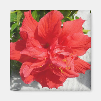 Imán Flor doble roja hibiscus