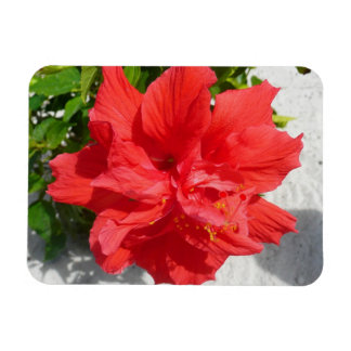 Imán Flor doble roja hibiscus