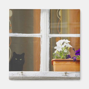 Imán Flor en la ventana, Sighisoara, Rumania