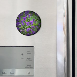 Imán Flor estatal de Wisconsin: el foco de la Violeta M