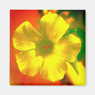 Imán FLOR ESTILO Y DISEÑO DECORACIÓN