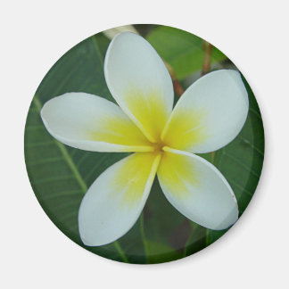 Imán Flor Frangipani