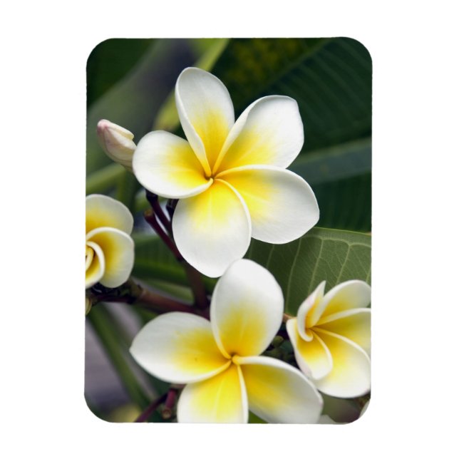 Imán Flor frangipani Islas Cook (Vertical)