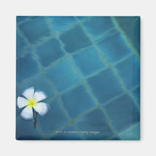 Imán flor frangipani única flotando en el agua