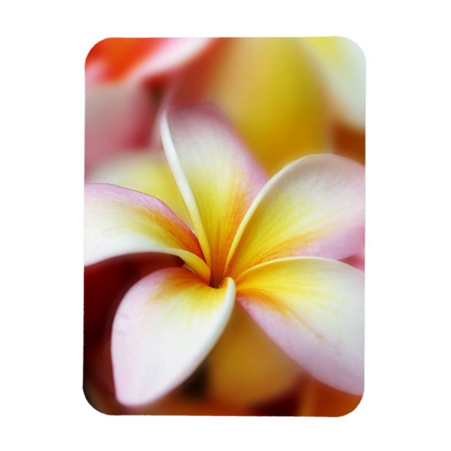 Imán Flor Hawái del Plumeria Frangipani blanco (Vertical)