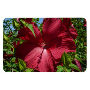 Imán Flor hibiscus y cielo azul