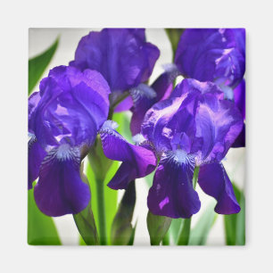 Imán Flor iris iris púrpura