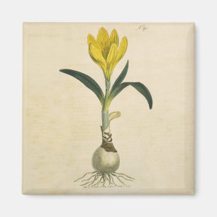 Imán Flor Jardín Botánico Amaryllis Tulip