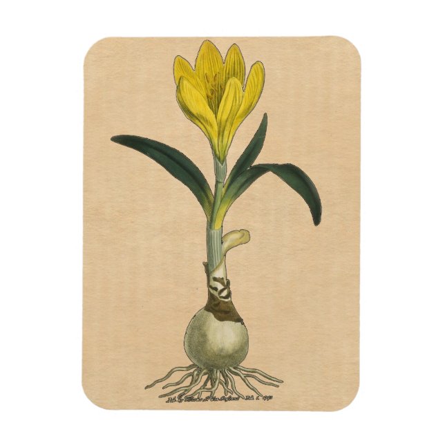 Imán Flor Jardín Botánico Amaryllis Tulip (Vertical)